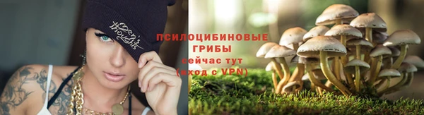 PSILOCYBIN Белокуриха