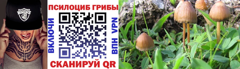 Псилоцибиновые грибы Magic Shrooms где купить Волчанск